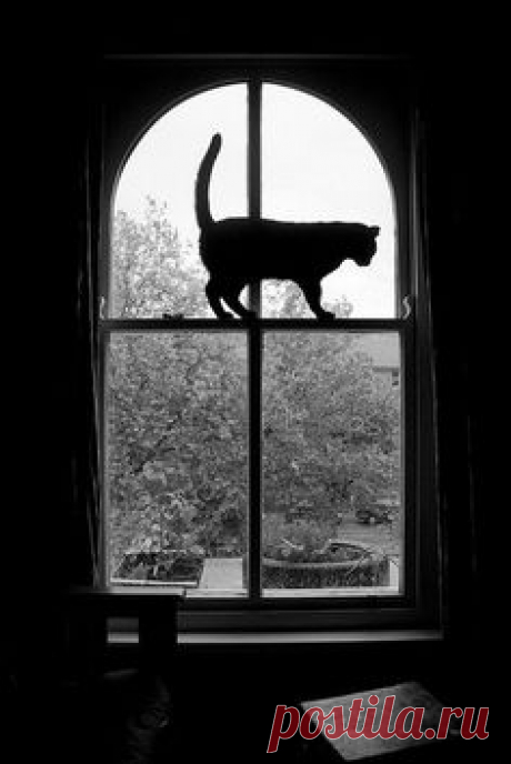 Cat and window garden