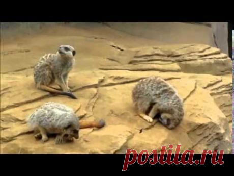 Sleeping Meerkat Falls off Rock