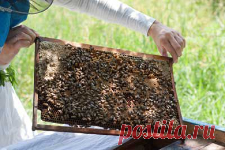 Как делать отводки пчел на плодных матках. Формирование пчелиных отводков. | Мое подворье