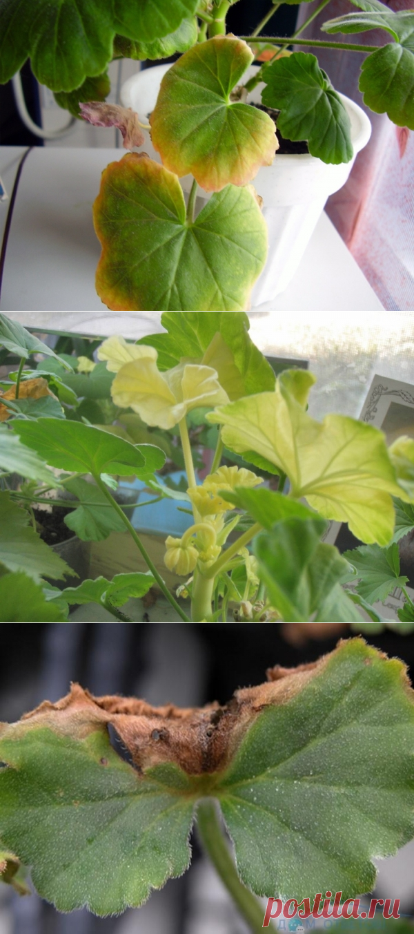 пожелтение края листа у герани. хлороз пеларгонии. пеларгония листья светлеют. желтеют листья у герани. герань сохнут листья.