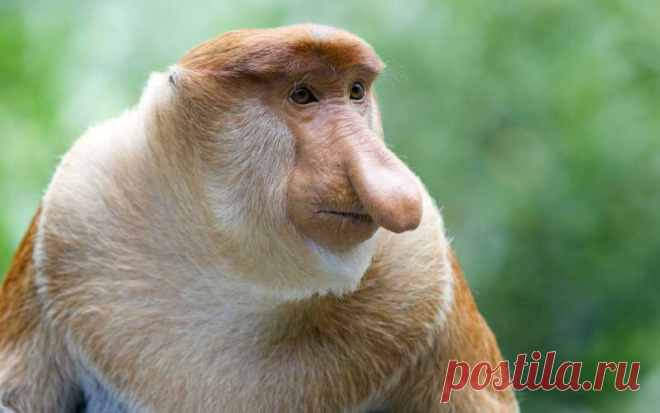 Картинки обезьян (36 фото) ⭐ Забавник