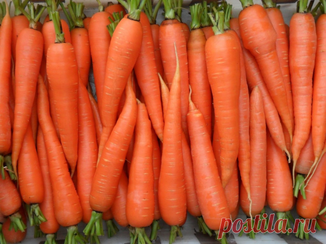 Как получить отличную морковь? Рекомендации специалистов и народный опыт