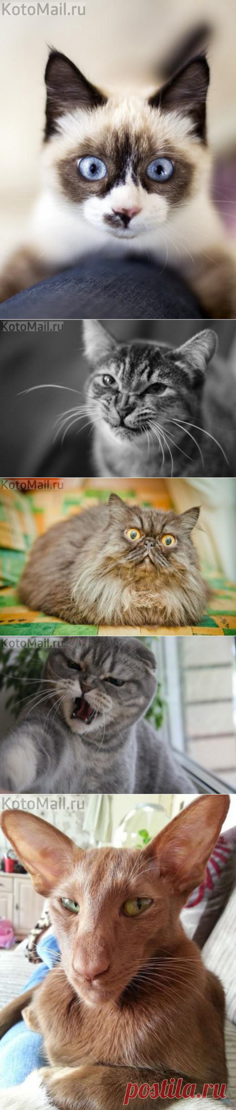 Страсти-мордасти!