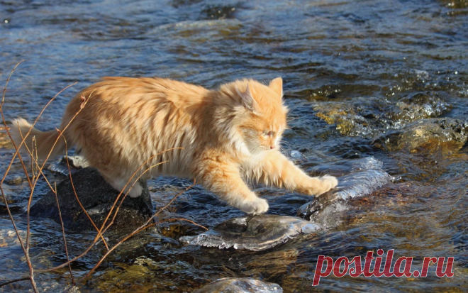 Вода из-за котов совсем оробела и даже боится нос высунуть из крана (+ 10 смешных фото)  😂👍
В Сети набирает популярность видео с героями, которые совершенно не боятся воды.
Оказывается, что коты могут быть не только пушистыми красавцами, но и настоящими бойцами, которые не уступают в силе даже своим хозяевам.
Эти животные так и норовят искупаться в раковине, в унитазе или бассейне, а также любят плескаться в воде.
А иногда они даже умудряются купаться в ванной.
На кадрах видно, как кот из-под …