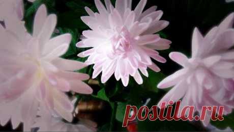 Мастер-класс хризантема кустовая из фоамирана