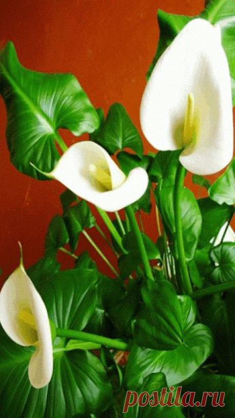 Популярное – Google+
