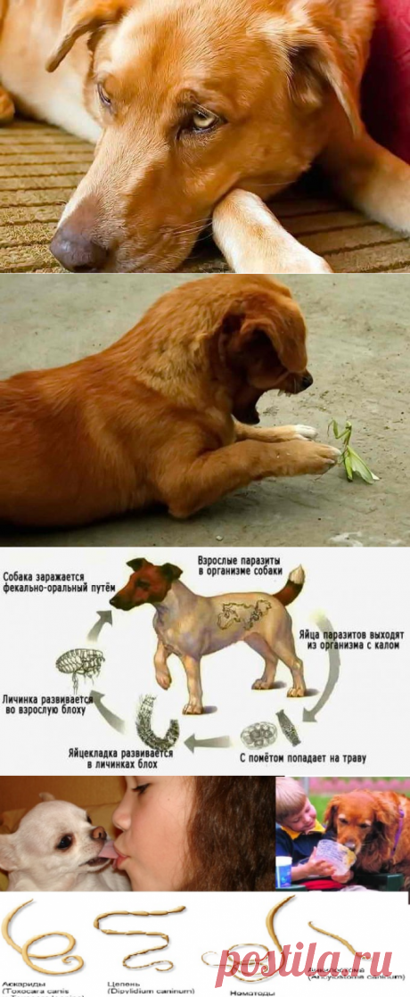 Как понять, что у собаки глисты, симптомы и причины заражения