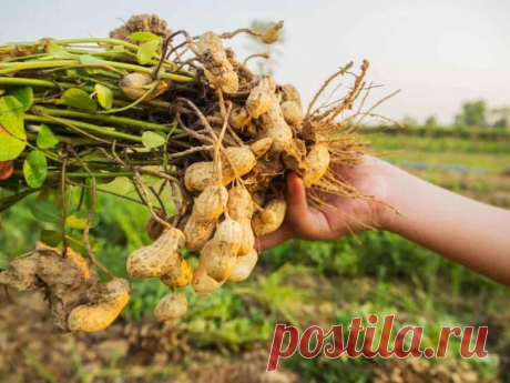 Как сажать арахис – посадка семян арахиса на огороде