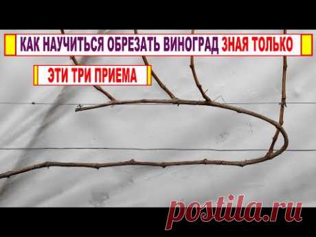 🍇 Даже не думай начинать ОБРЕЗКУ ВИНОГРАДА, если не знаешь ЭТИ ТРИ ПРИЕМА. Вертикальная полярность!