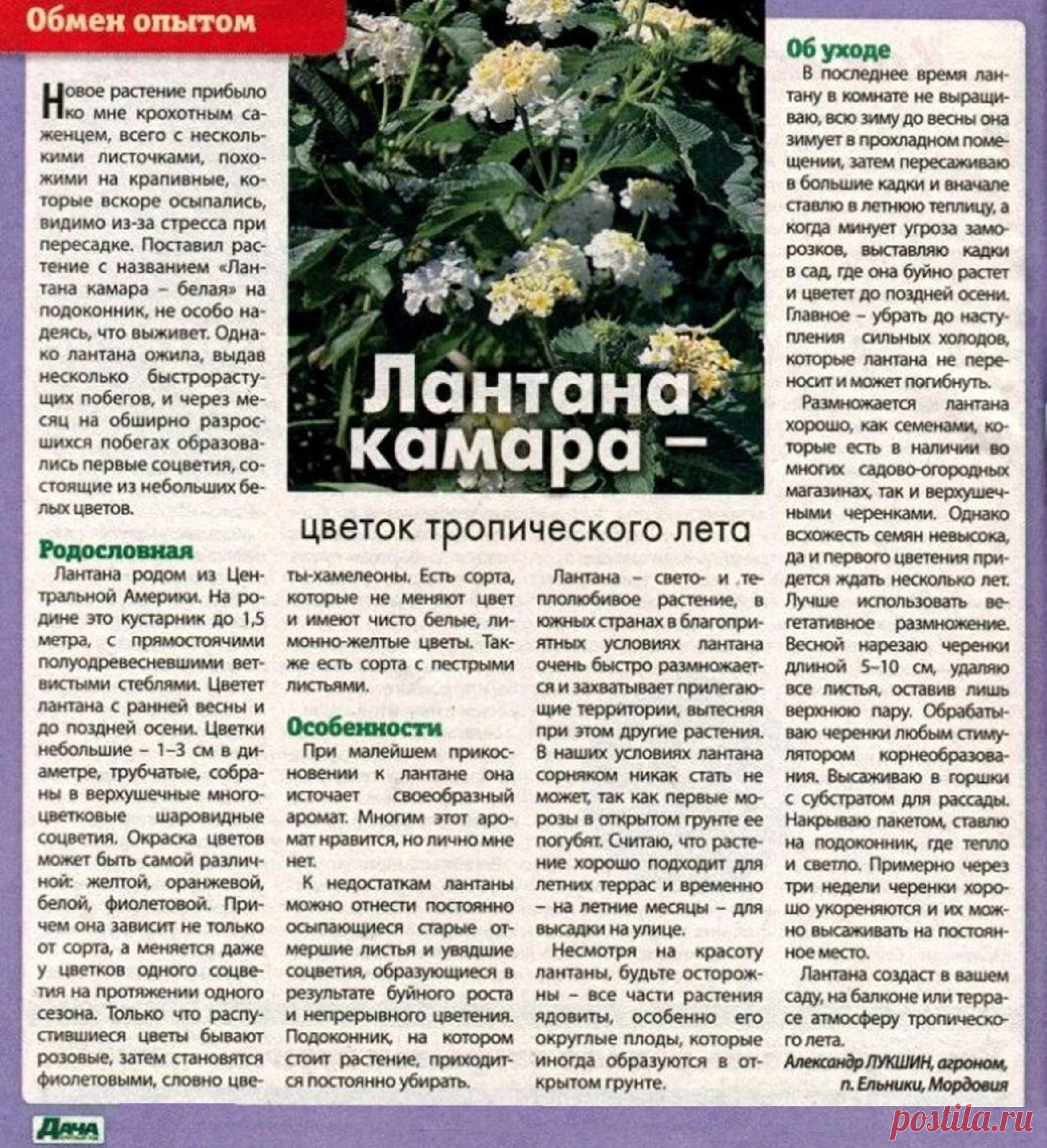 Лантана-камара