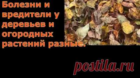 Давайте следовать природе - поменьше брать, побольше отдавать Что делать?Как что! Конечно же, растить, холить, лелеять жителей почвы, и рыхлить, только рыхлить почву, чтобы им не навредить! Вместо лопаты вы будете использовать плоскорез Фокина. У него есть заостренный конец, вот им то и будете делать борозды сначала вдоль, потом поперек, заглубляя...