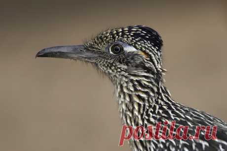 Greater Roadrunner | Matthew Studebaker | Flickr