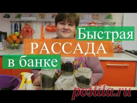 Рассада в банке. Новый способ, быстрые всходы.(19.03.16) - YouTube