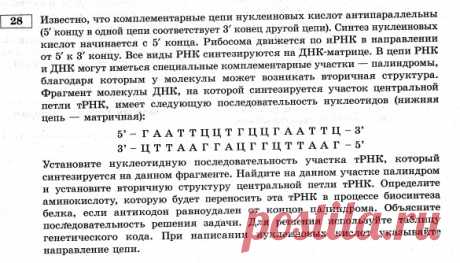 Вышел новый сборник вариантов Рохлова, и он подбросил нам ещё один сюрприз - новую разновидность задач на синтез белка (линия 28)

Появились понятия "палиндром" и "вторичная структура РНК"

Как впечатления?  Вы бы разобрались с этим заданием без предварительного просмотра объяснений?