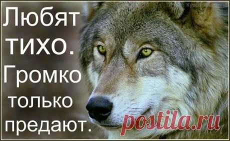 «Пацанская народная мудрость» и цитаты про волков . Тут забавно !!!