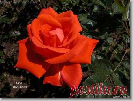 (1) Facebook