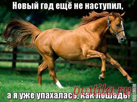 &quot;ЛОШАДИНЫЙ&quot; ПОСТ К НОВОМУ ГОДУ!!!