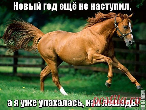 "ЛОШАДИНЫЙ" ПОСТ К НОВОМУ ГОДУ!!!