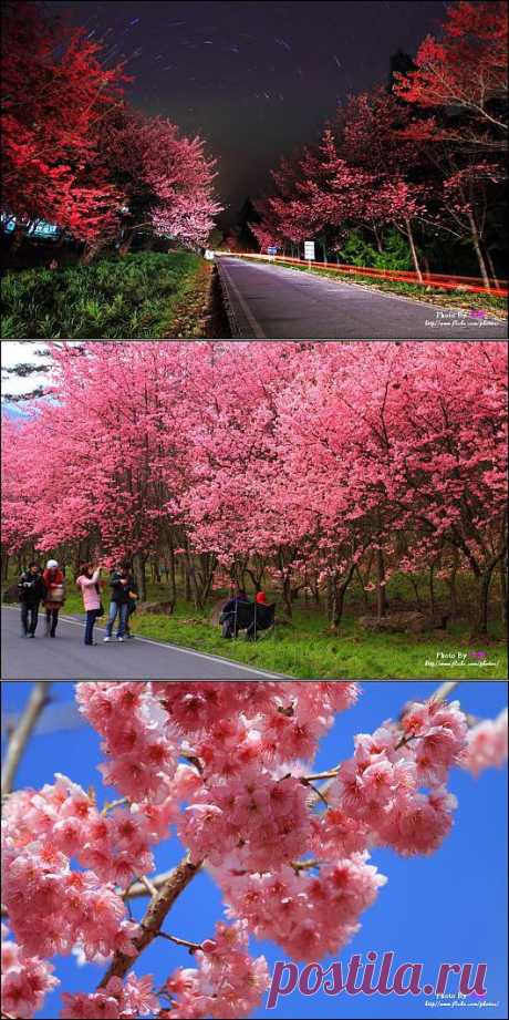 Sakura Blossoms Photography (31 Photos) | FunCage