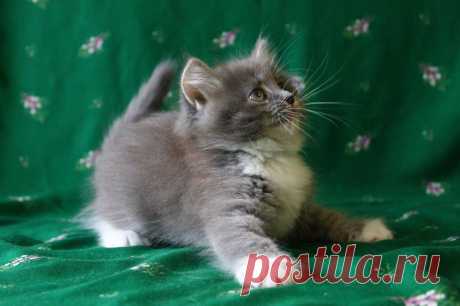 FOR SALE Black Сat and Blue Рedigree Сat .!
