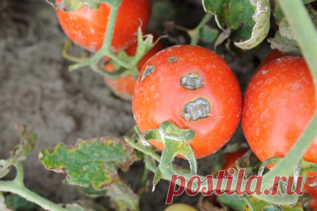 Проверенные народные средства от фитофторы на помидорах
