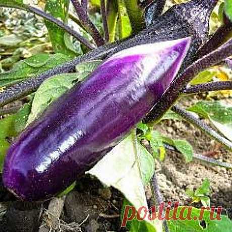 Выращивание и приготовление баклажанов — FloweryVale.ru