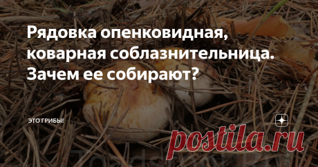 Рядовка опенковидная, коварная соблазнительница. Зачем ее собирают? Порой мы и не представляем, сколько на свете грибов, с точки зрения практичного человека "бесполезных". Чтобы оценить истинный масштаб происходящего, надо перенастроить персональную оптику с белых и подосиновиков на грибы вообще. И тогда станет ясно: прочие, неинтересные грибы - это не одна-единственная обобщенная "поганка", а целый мир, которого мы в упор не замечаем. Впрочем, оно практичному человеку и н...