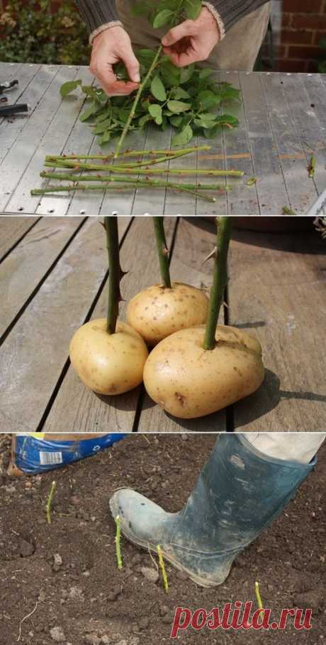 Пересадка роз: срезать стебли, порезать по 30с, очистить стебель от листьев, вставить в сырую картофелину и закопать.