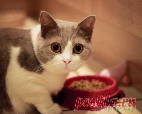 23 полезных лайфхака для хозяина кошки