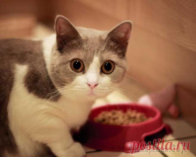 23 полезных лайфхака для хозяина кошки