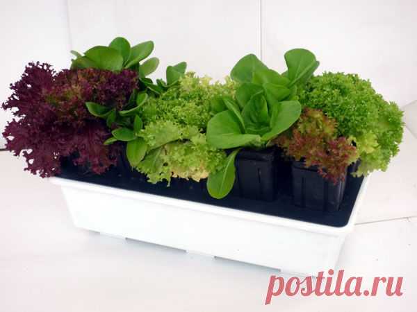 Выращиваем салат на подоконнике — 6 соток