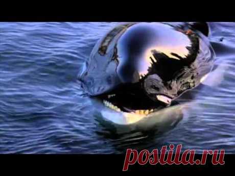 Michael Jackson - Will You Be There (Free Willy)