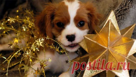 Новогодние каникулы - отличное время для обучения щенка