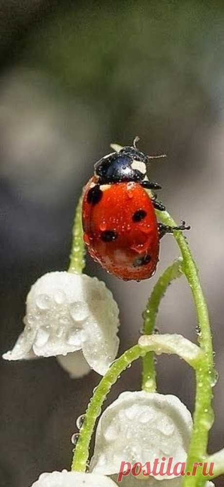 LadyBug | Flowers