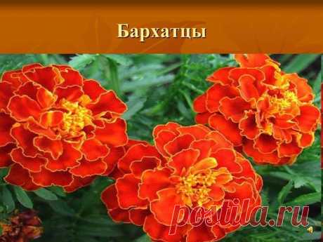 ЛЕЧЕБНЫЕ БАРХАТЦЫ

Для профилактики болезней поджелудочной железы, сахарного диабета, для укрепления сосудистой стенки и нервной системы обязательно попробуйте лекарства с бархатцами !

Рецепт №1.
1 цветок бархатца вместе с семенами измельчить и заварить в 1 стакане кипятка. Принимать по 1/4 стакана 3-4 раза в день.

При панкреатите с частыми приступами по 1 ст. ложке каждые 1-2 часа.

Рецепт №2.
При витилиго, нейродермите, псориазе, ухудшении зрения и выпадении волос.

8 ...