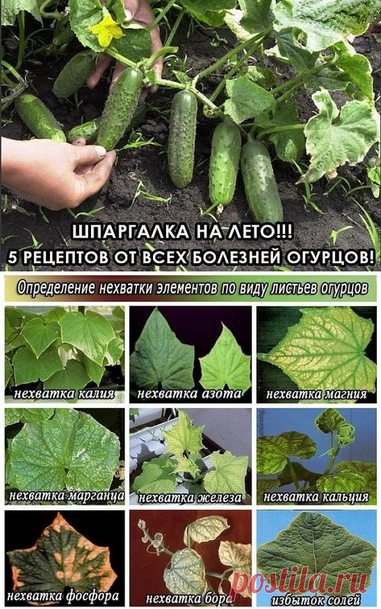 Нехватка микроэлементов огурцам фото