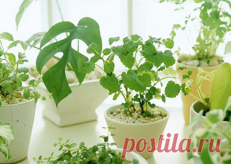 10 законов выращивания комнатных растений -