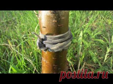 Как защитить дерево от муравьев - копеечный способ