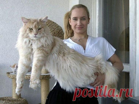 Коты породы мейн-кун, по сравнению с которыми ваша кошка выглядит крошечной