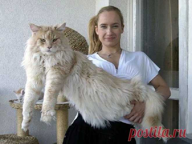 Коты породы мейн-кун, по сравнению с которыми ваша кошка выглядит крошечной
