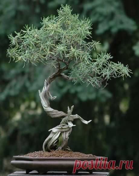 Rosemary-Bonsai. Bonsai-art, bonsai-tree, bonsai-Japan…  |  Pinterest • Всемирный каталог идей