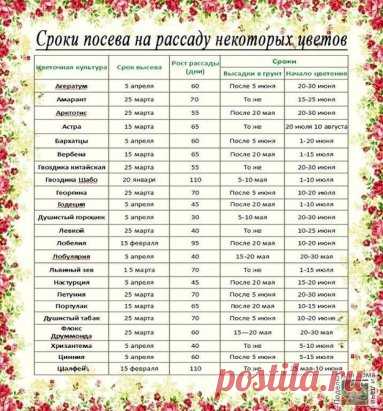 Рассада. Когда и что сажать ?
Ориентировочные даты посева рассаду основных овощных культур для средней полосы России:
Сельдерей. Посадка – 25 мая. Возраст рассады – 70-80 дней, от посева до всходов – до 15 дней. Посев – после 25 февраля.
Сладкий перец. Посадка в теплицу – 5 июня. Возраст рассады – до 70 дней, от посева до всходов – 12-14 дней. Посев – после 10 марта.
Капуста белокочанная ранняя. Посадка – после 20 мая. Возраст рассады – до 50 дней, от посева до всходов – 5 дней. Посев – 15 м