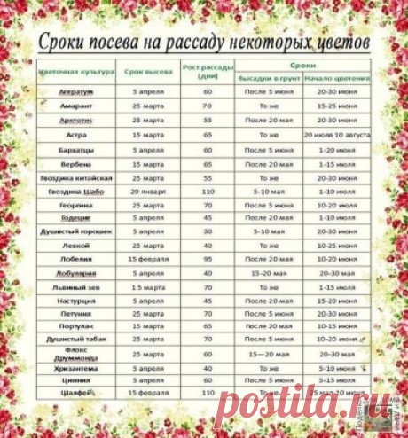 Рассада. Когда и что сажать ?
Ориентировочные даты посева рассаду основных овощных культур для средней полосы России:
Сельдерей. Посадка – 25 мая. Возраст рассады – 70-80 дней, от посева до всходов – до 15 дней. Посев – после 25 февраля.
Сладкий перец. Посадка в теплицу – 5 июня. Возраст рассады – до 70 дней, от посева до всходов – 12-14 дней. Посев – после 10 марта.
Капуста белокочанная ранняя. Посадка – после 20 мая. Возраст рассады – до 50 дней, от посева до всходов – 5 дней. Посев – 15 м