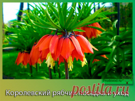 Королевский рябчик – гордость цветовода | Все о цветоводстве | Яндекс Дзен