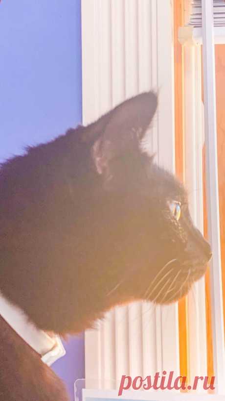 Черная кошка обои для iPhone - Я фотографирую черных кошек из приюта
