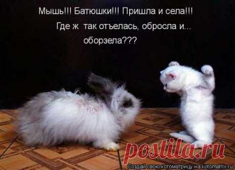 Новая смешная котоматрица