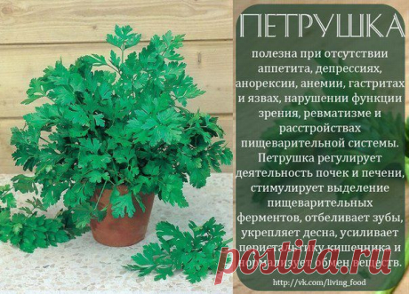 полезные травы