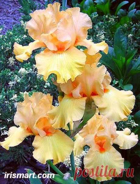 &quot;Mango Passion&quot; Tall Bearded Iris!  |  Найдено на сайте irismart.com.