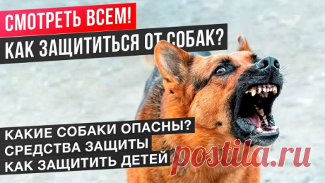 Как защититься от нападения любой собаки? Подробная инструкция