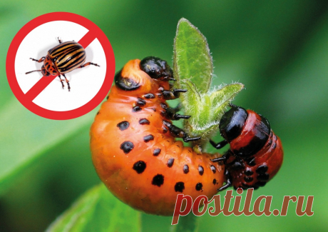 Девять способов борьбы с колорадским жуком